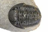 Three Nicely Presented Gerastos Trilobite Fossils - Morocco #383226-6